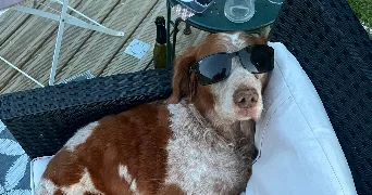 romane pet sitter à LA ROCHE SUR YON 85000