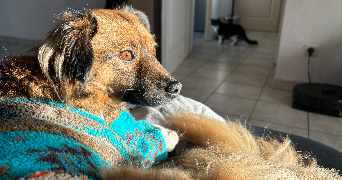 marie pet sitter à LUNEVILLE 54300_3