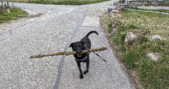 morgane pet sitter à QUIMPER 29000_2