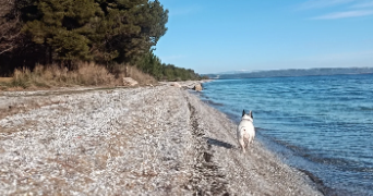 april pet sitter à ISTRES 13800_1