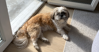 sophie pet sitter à AMIENS 80000_7