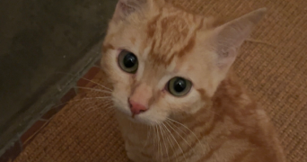 oumeima pet sitter à PAU 64000_2