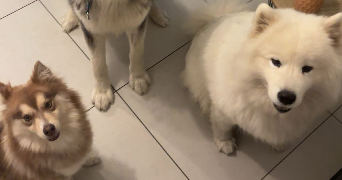 elsa pet sitter à OSTHEIM 68150_3