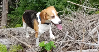 matteo pet sitter à ALFORTVILLE 94140