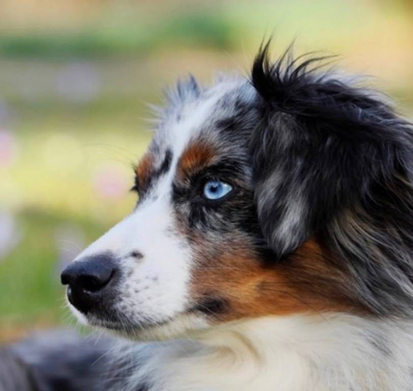 Marie pet sitter à LIMOGES 87100_4