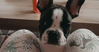 elodie pet sitter à ETAMPES 91150_2