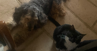 léa pet sitter à PARIS 14 75014_4
