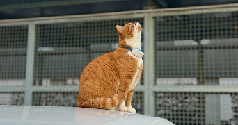 justine pet sitter à CARQUEFOU 44470_1