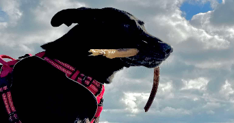 emilie pet sitter à PLOUMAGOAR 22970_1