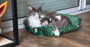 charlene pet sitter à PEYMEINADE 06530_1