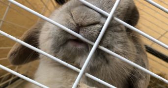 pauline pet sitter à L ISLE JOURDAIN 32600_2