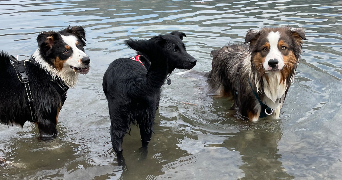 marine pet sitter à SCIONZIER 74950_1