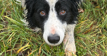agnès dog sitter à LISLE SUR TARN 81310_3