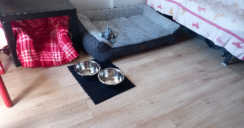 chloé dog sitter à TOULOUSE 31000_3