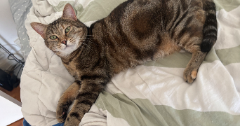 clara pet sitter à LE MANS 72100_2