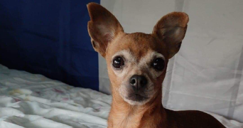 isabelle pet sitter à AIGUILLON 47190_8
