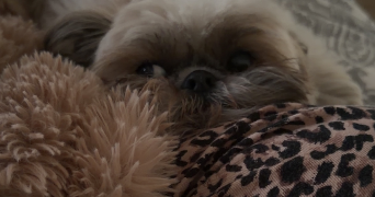 noemie pet sitter à VITROLLES 13127_0