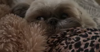 noemie pet sitter à VITROLLES 13127