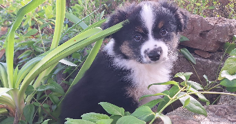 lou dog sitter à COGOLIN 83310_1