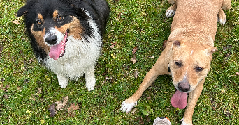 daphne pet sitter à L ISLE D ABEAU 38080_7