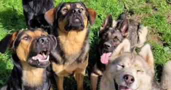 kassandra pet sitter à SAULXURES 67420