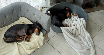 aurelie pet sitter à Sadournin 65220_5