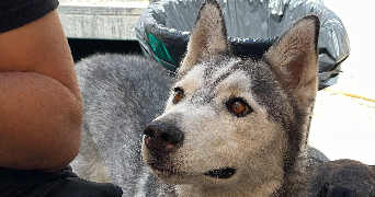 claire pet sitter à ST MARTIN DE CRAU 13310_5