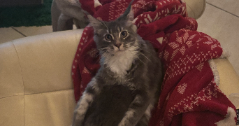 agathe pet sitter à CAVIGNAC 33620_3