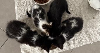 zoé pet sitter à CASTELNAU LE LEZ 34170_4