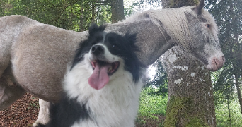 héloïse pet sitter à PLOMBIERES LES BAINS 88370_0