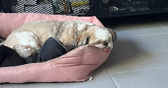 solène pet sitter à FRANCHEVILLE 69340_8