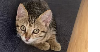 valerie pet sitter à VILLENEUVE LOUBET 06270