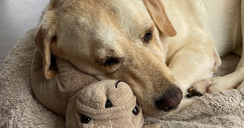lola pet sitter à BOURGES 18000_0