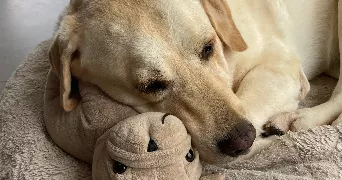 lola pet sitter à BOURGES 18000