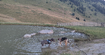 margot dog sitter à VILLARD RECULAS 38114_8