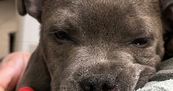 anais pet sitter à LES PENNES MIRABEAU 13170_2