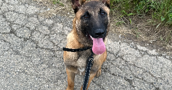 leyane pet sitter à Valencin 38540_0