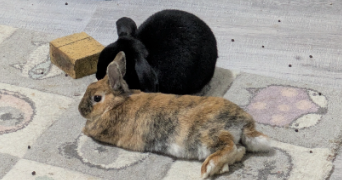 marine pet sitter à TRIEL SUR SEINE 78510_5