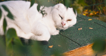 victoire pet sitter à CORNEBARRIEU 31700_3