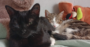 elise pet sitter à CHAMBERY 73000_7