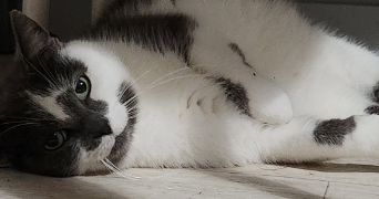 maeva pet sitter à ANGERS 49100_0