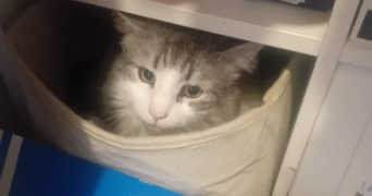 gaëlle pet sitter à RUEIL MALMAISON 92500_6