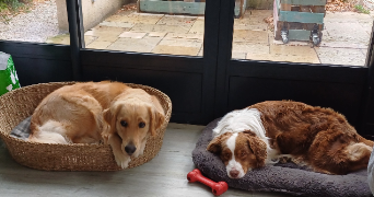 lucie pet sitter à BECON LES GRANITS 49370_9