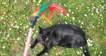 charlotte pet sitter à CERGY 95000_1