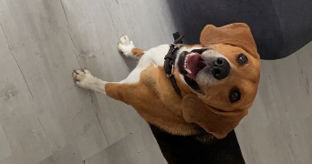 doriane pet sitter à SOUFFLENHEIM 67620_2