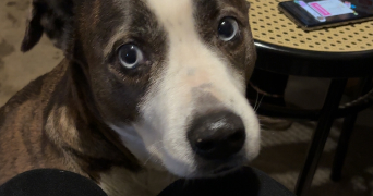 pauline pet sitter à LAVAL 53000_1