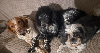 nolwenn pet sitter à AGEN 47000_2