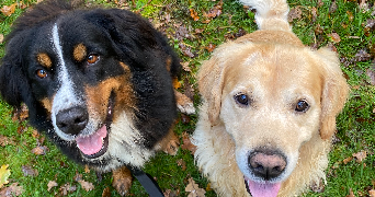 valérie pet sitter à BREAL SOUS MONTFORT 35310_2