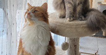 alysé pet sitter à NIMES 30900_2