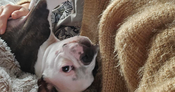 cassandre pet sitter à VILLELONGUE DE LA SALANQUE 66410_3